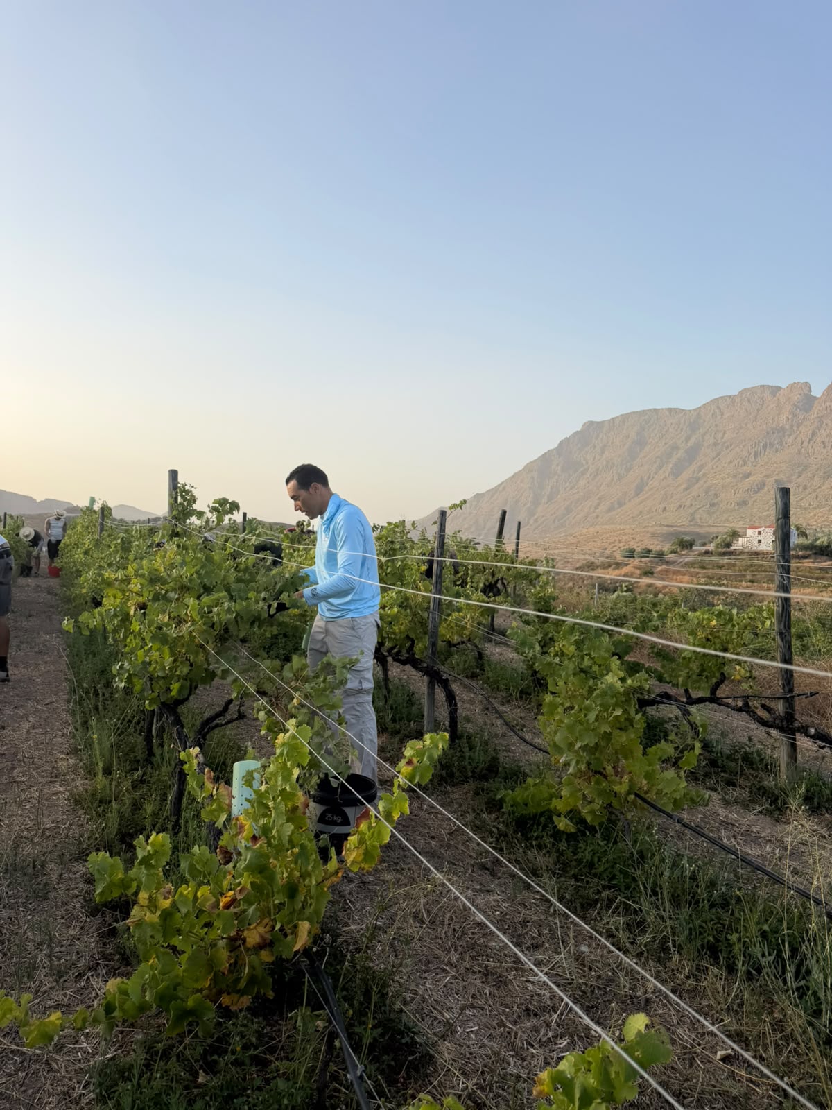 Vendimia en Bodega Tamerán