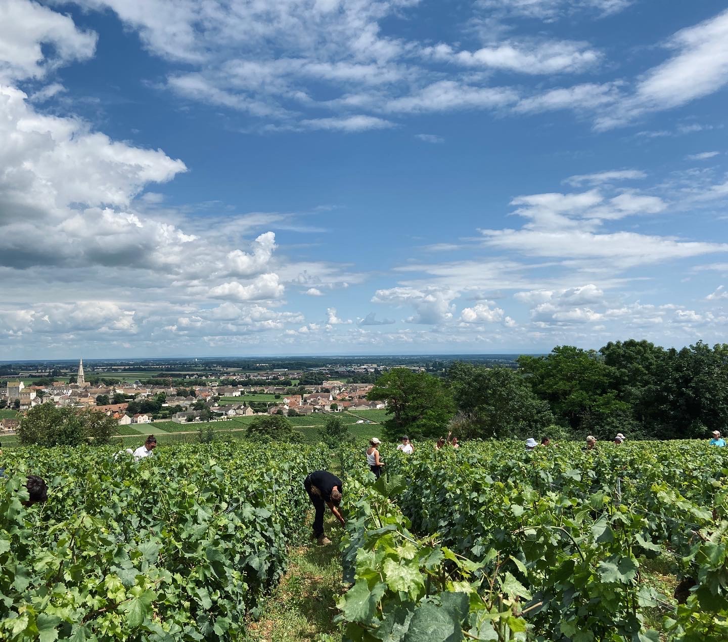pouilly fuisse vincent girardin