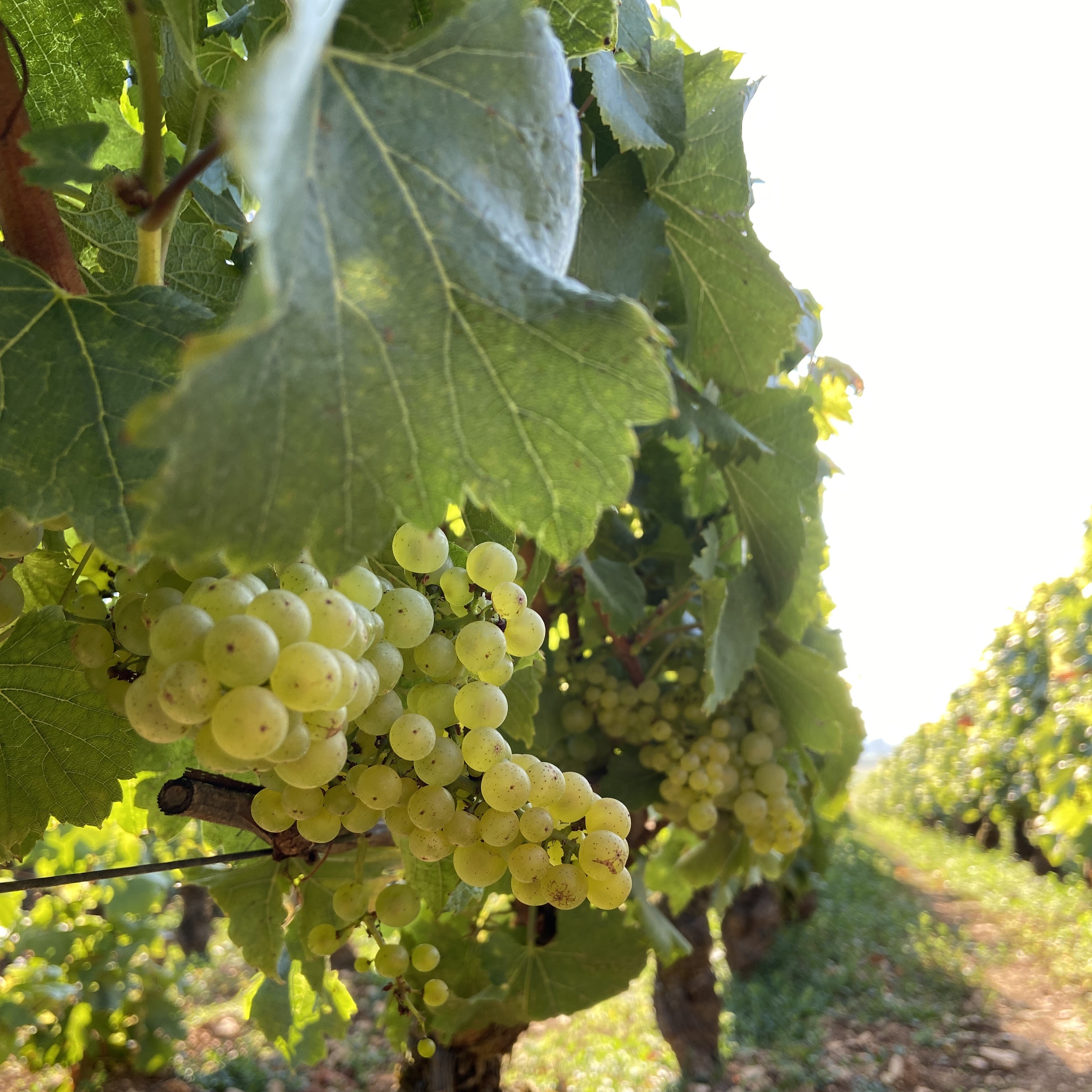 santenay vincent girardin