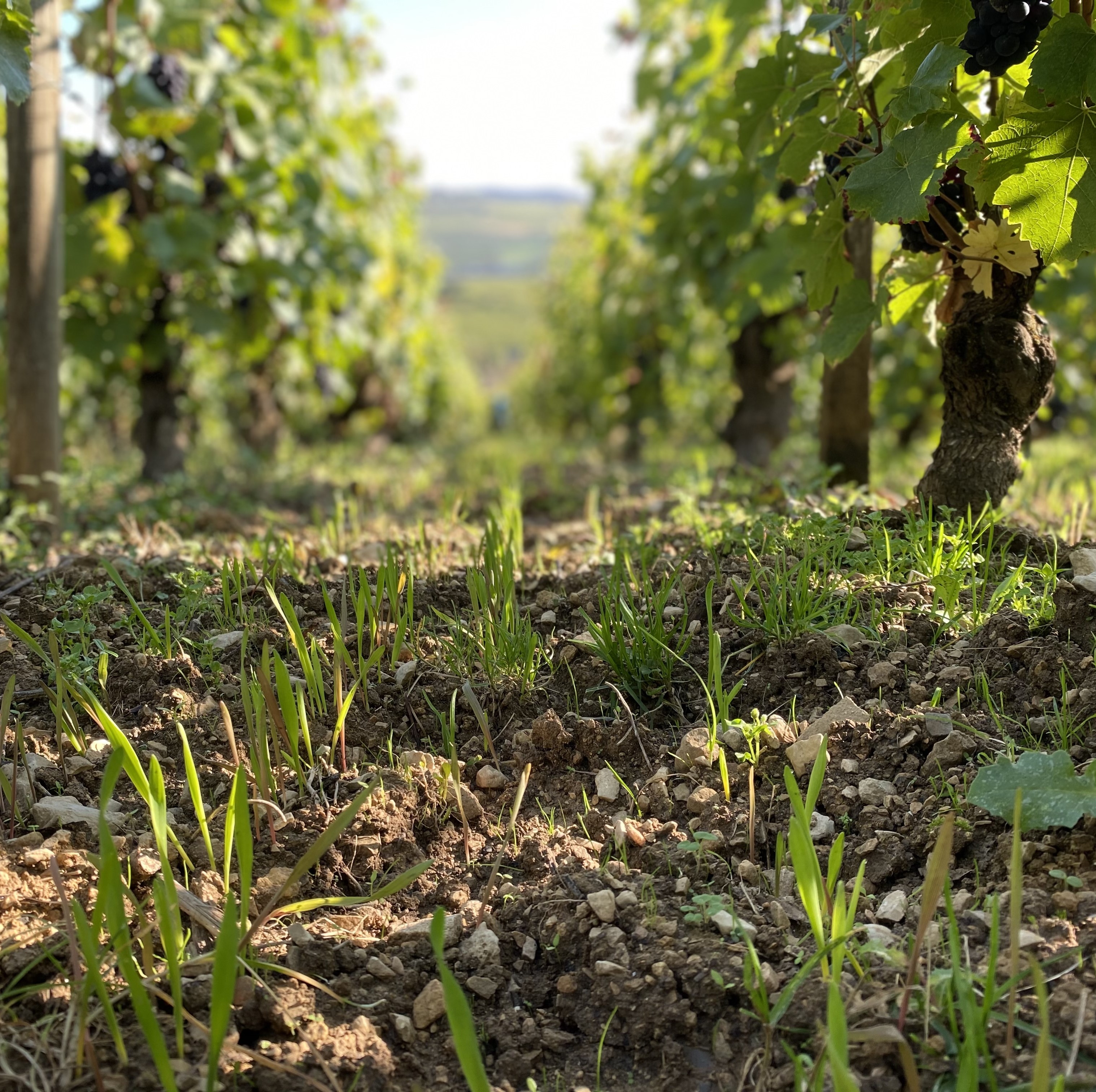 meursault vincent girardin