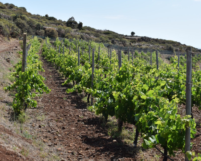 Vinos de La Palma