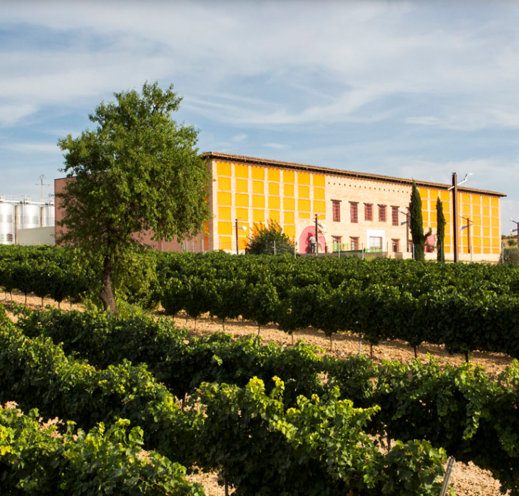 Bodega Pagos del Rey. Rueda