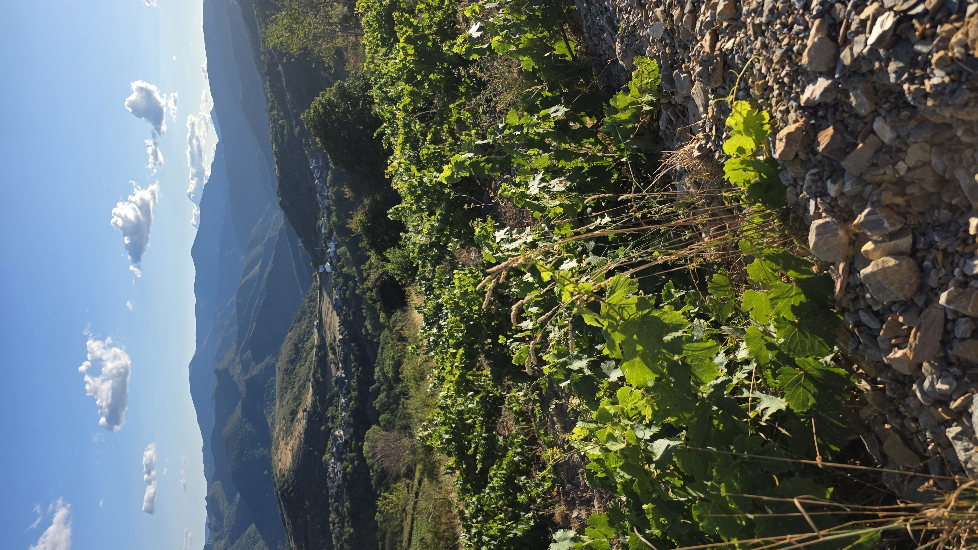 El Bierzo