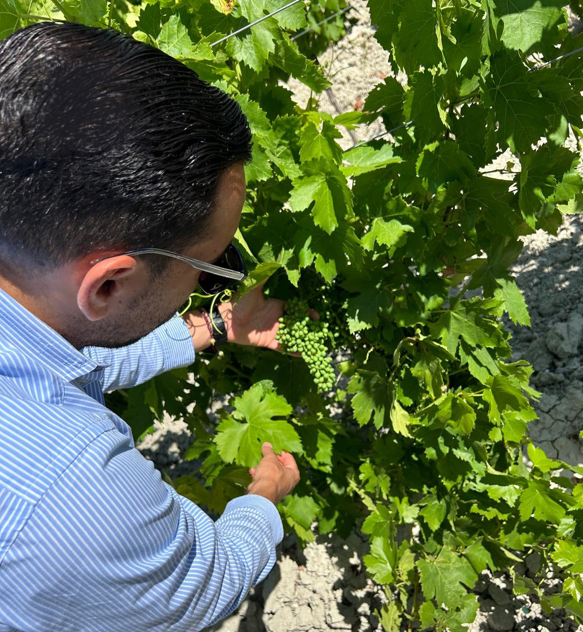 bodega ximenez spinola