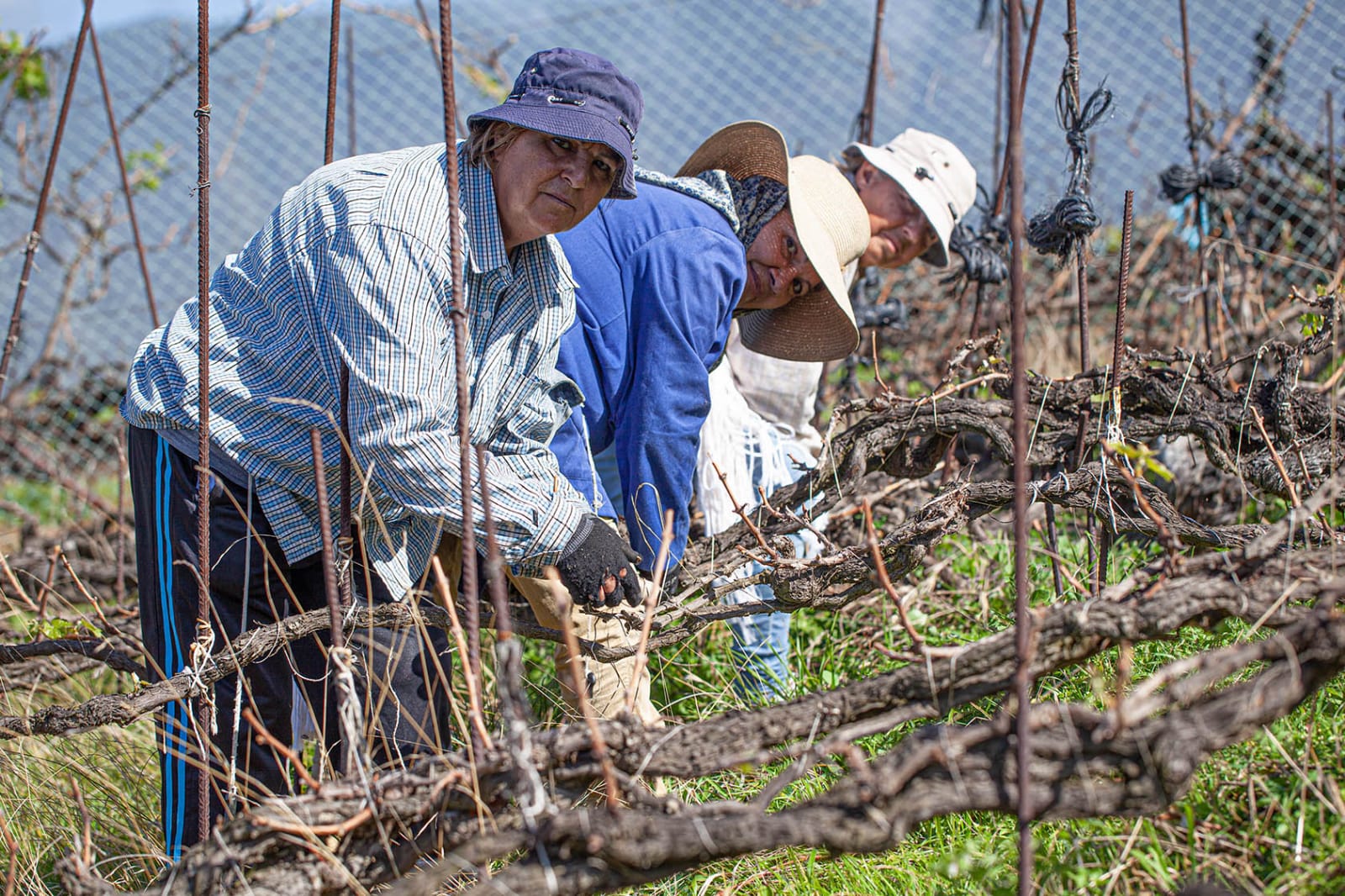 Juana, Toña y Nena - vendimia de Suertes del Marqués