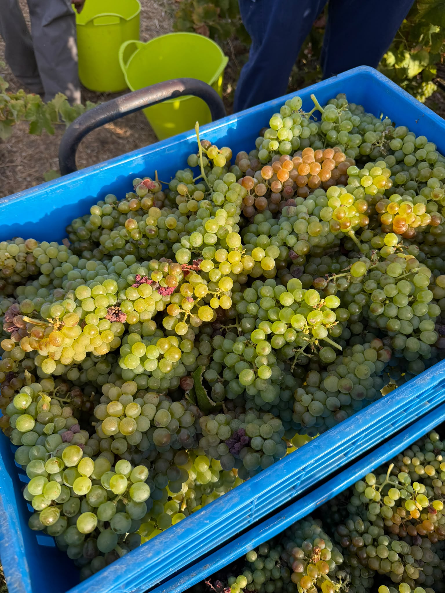 Uvas recogidas durante la vendimia de Bodega Tamerán