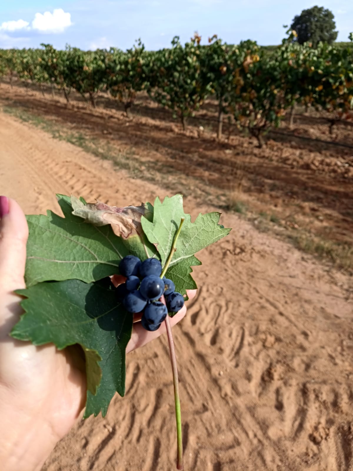Racimo de uva en el viñedo de Bosque de Matasnos