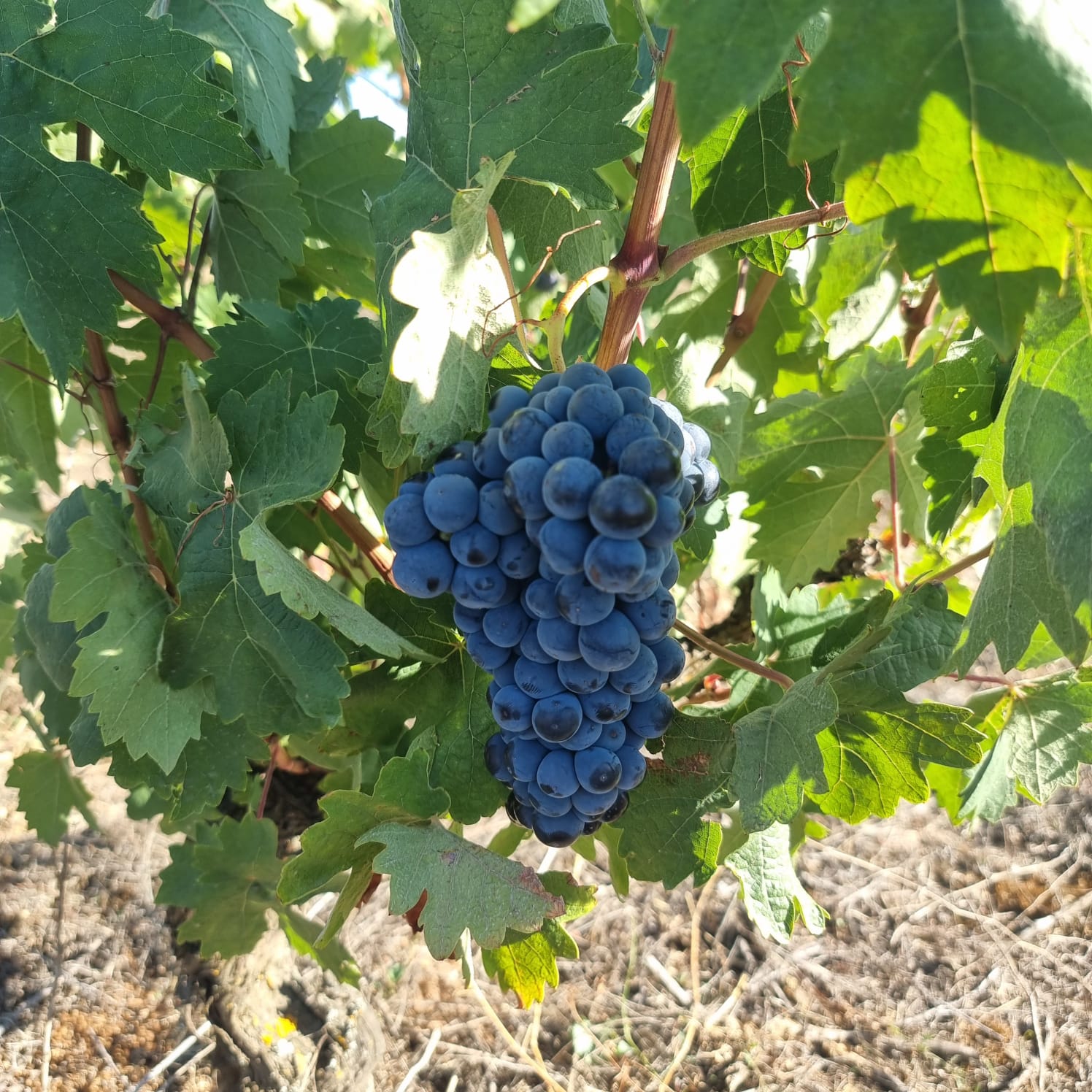 bodega pagos del rey La Rioja. Viñedo