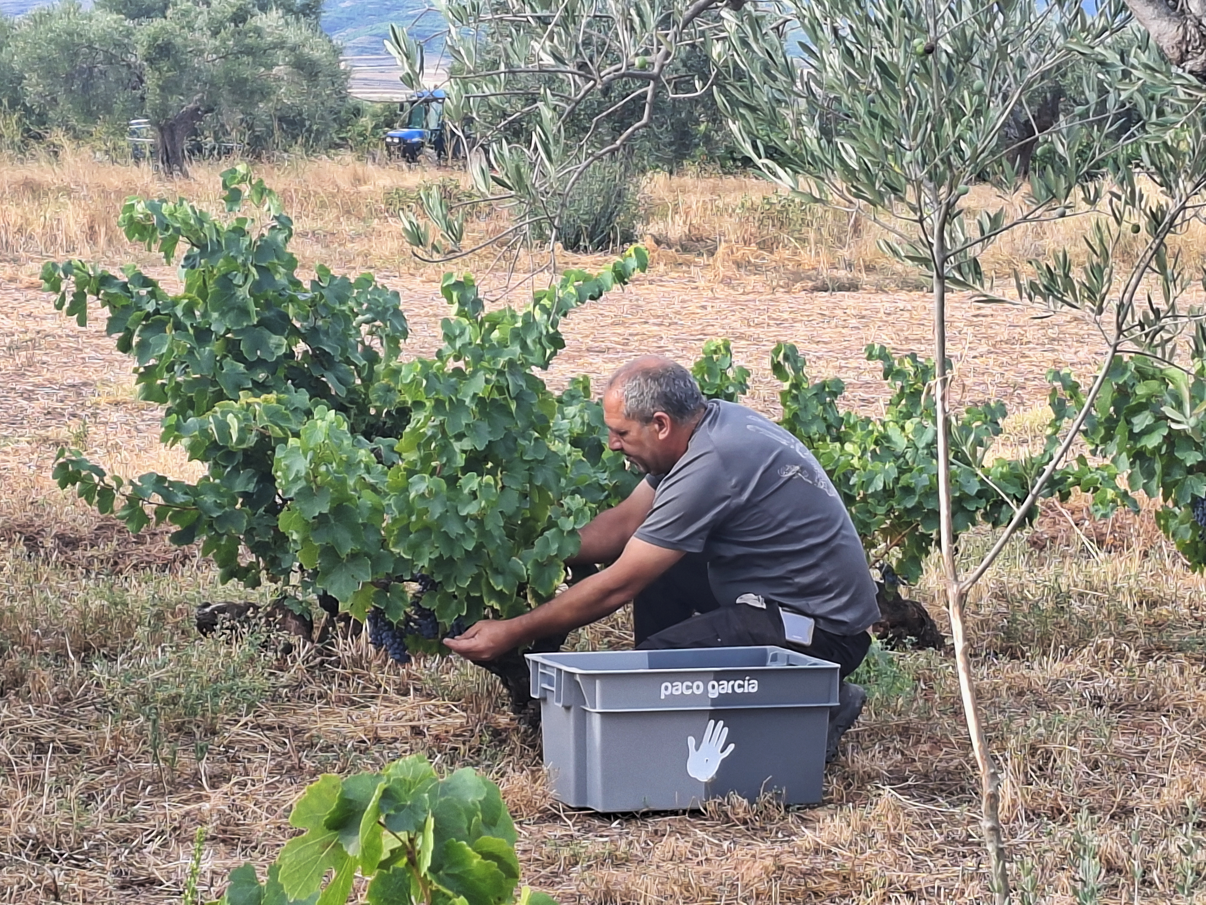 Viña el mirón del humilladero, bodegas Paco García