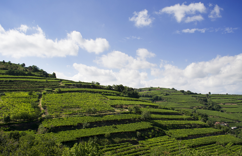 Azienda Agrícola Inama