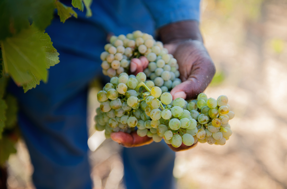 Chenin