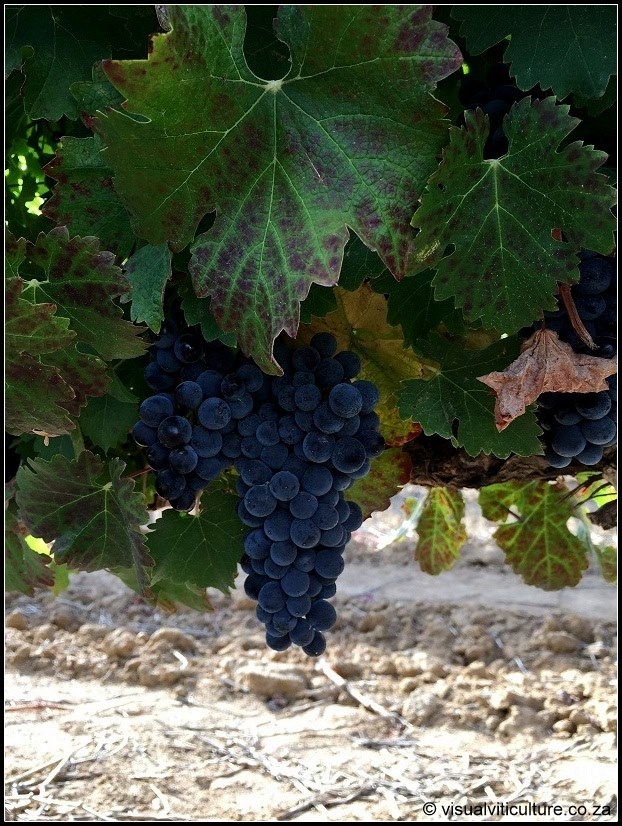 Pinotage Boland Cellar