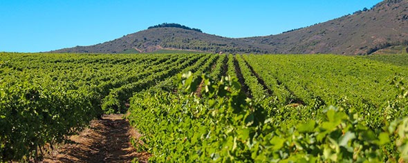 Viñedos
