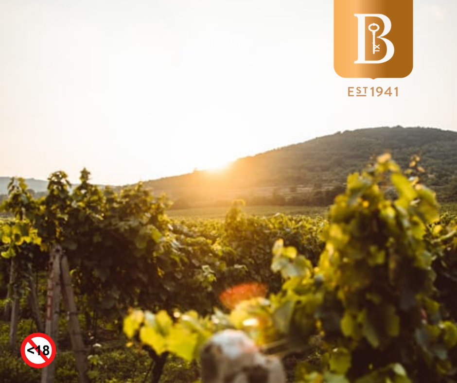 Viñedos Boland Cellar
