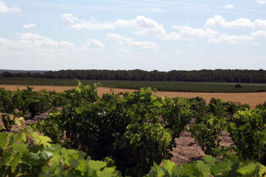 Viñedos y Bosque
