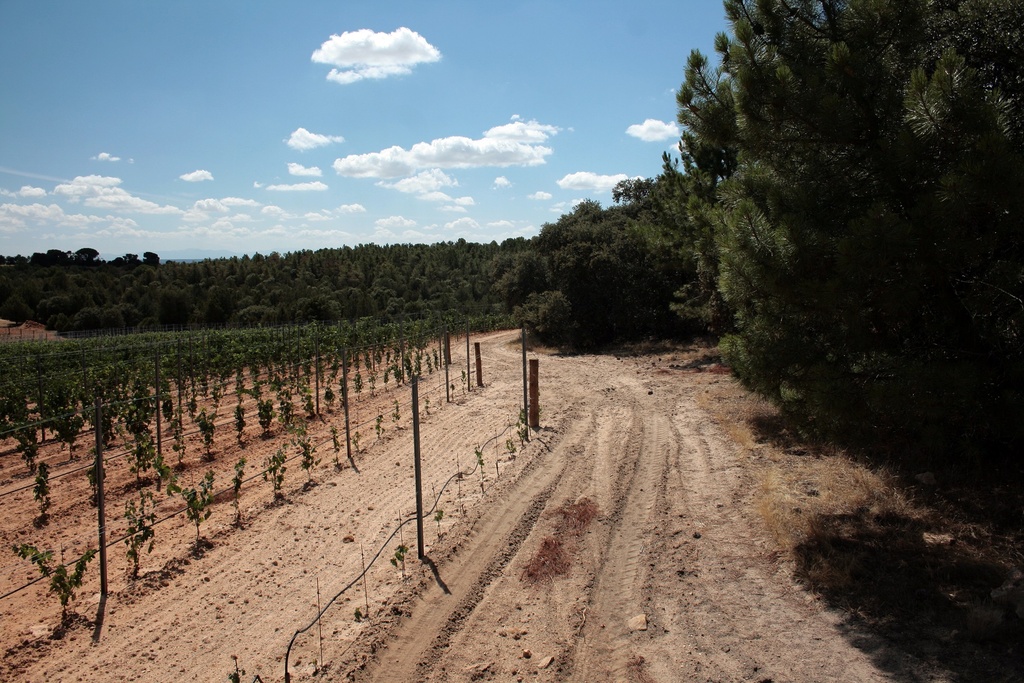 Viñedos