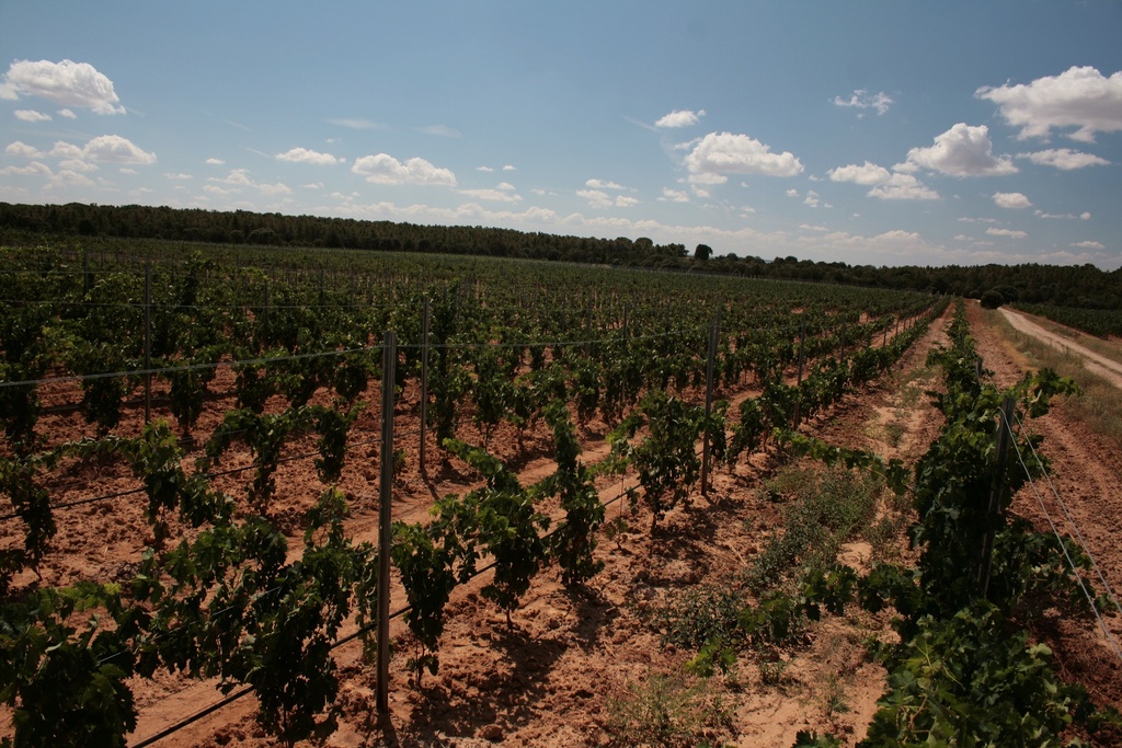 El Bosque de Matasnos