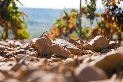 Terroir
