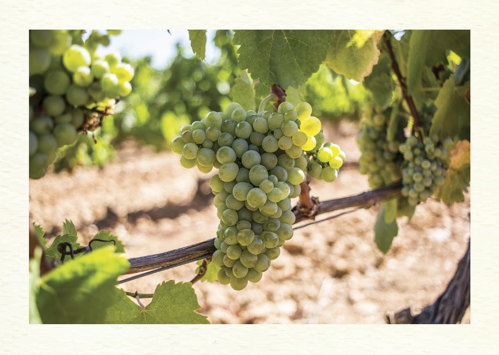 Uva Godello
