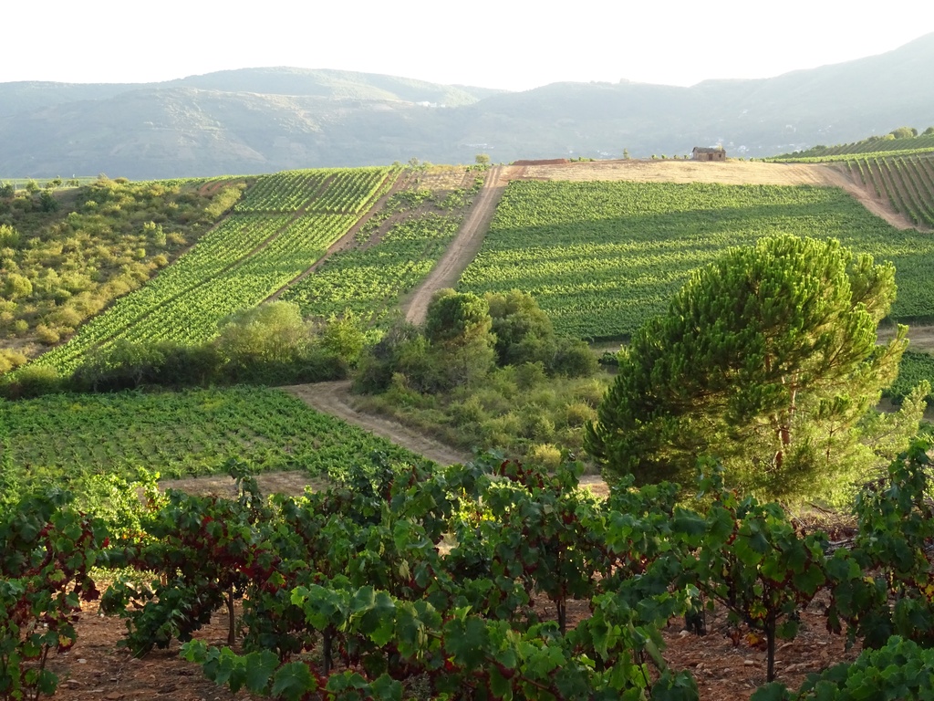 Viñedo en propiedad certificado en Agricultura Ecológica