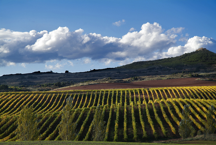 El Cerezo, Chardonnay Vineyard