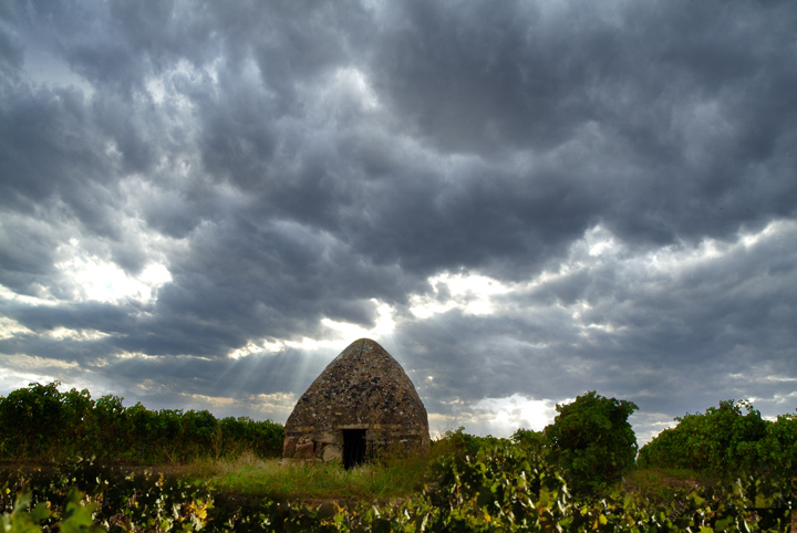 Deyo Vineyard