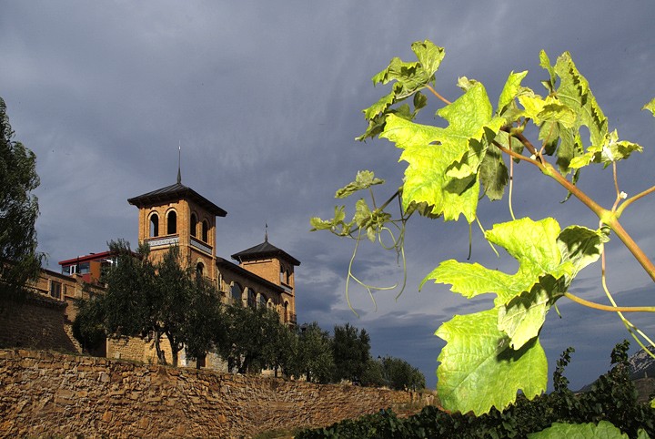 Vista Castillo desde el viñedo