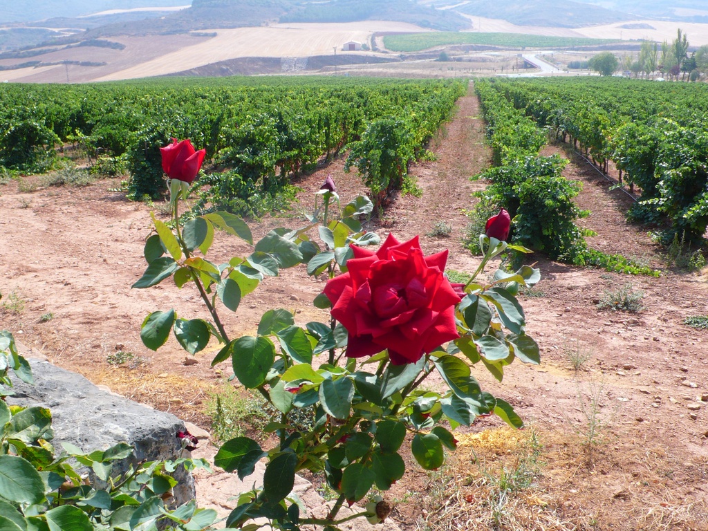 Rosa en el viñedo