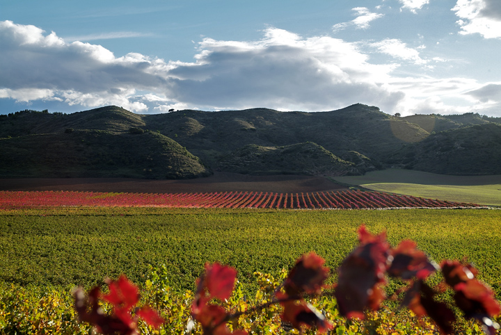 Viñedo en otoño