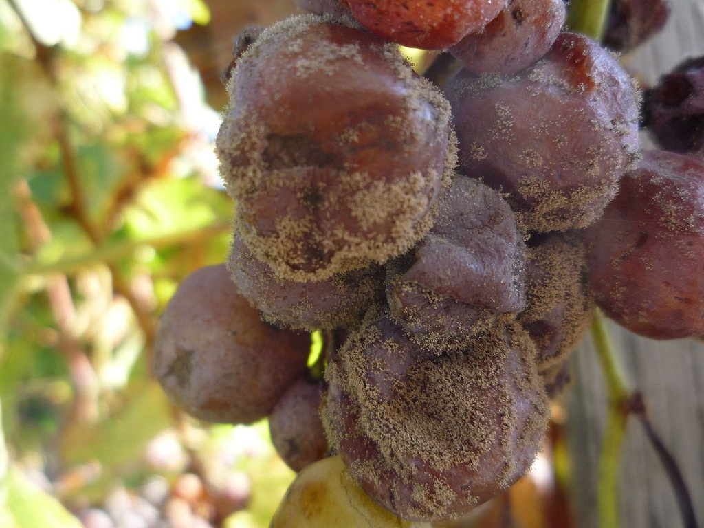 Botritis Variedad Semillón
