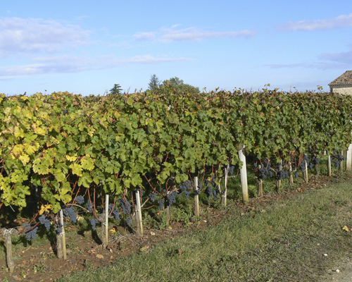 Viñedos Château Lafont Fourcat
