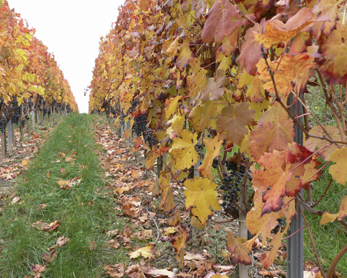 Viñedos Château Lafont Fourcat