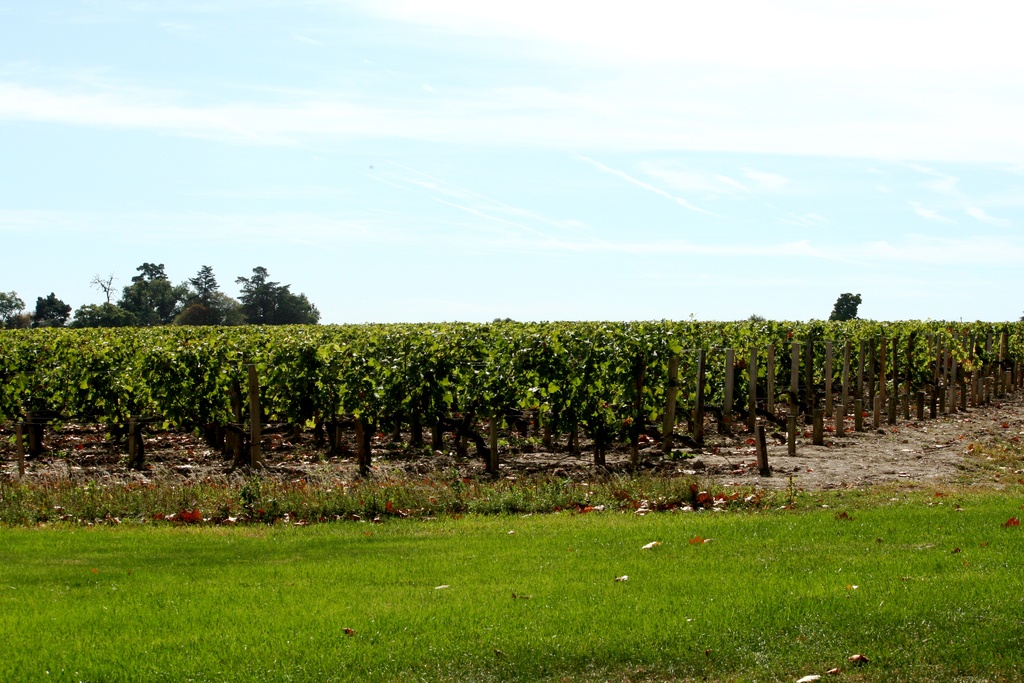 Viñedo