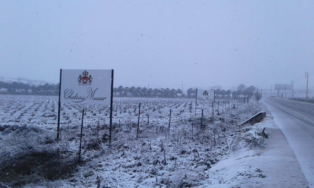 Viñedo nevado