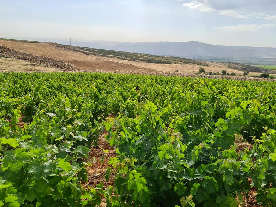 Viñedos Château Musar