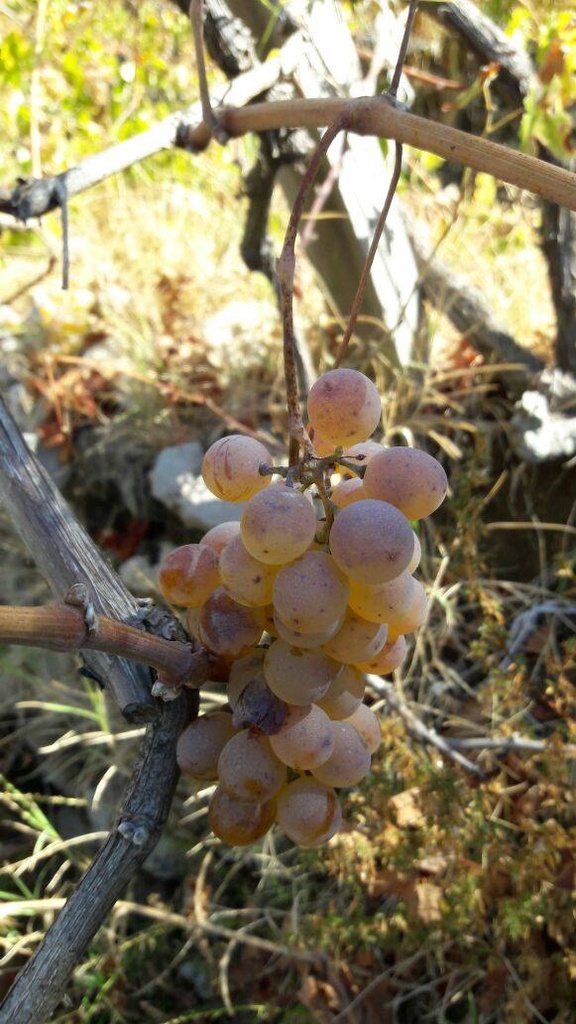 Uva Blanca