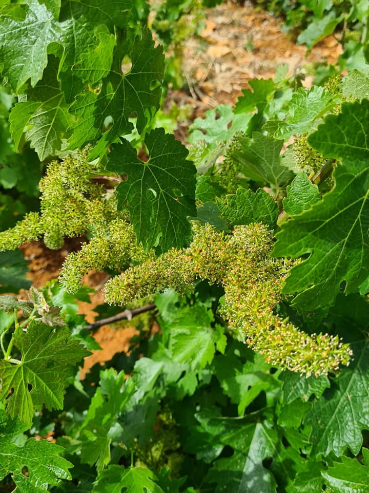Viñedo en floración