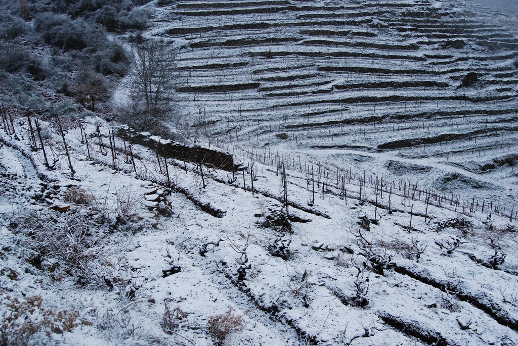 Bibei nevado