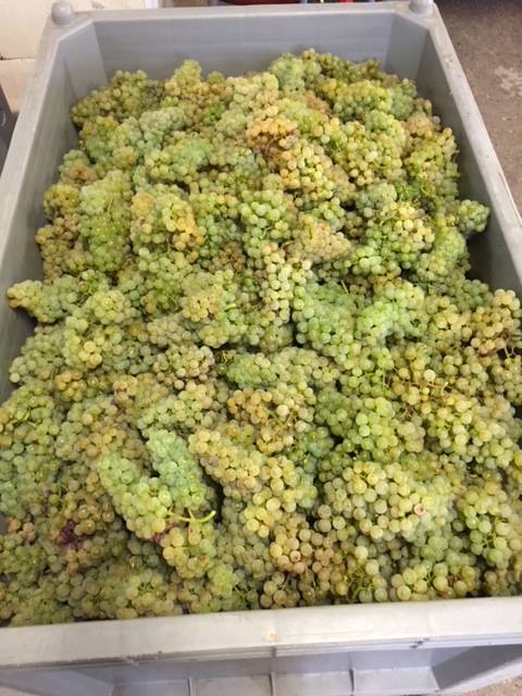 Vendimia Riesling