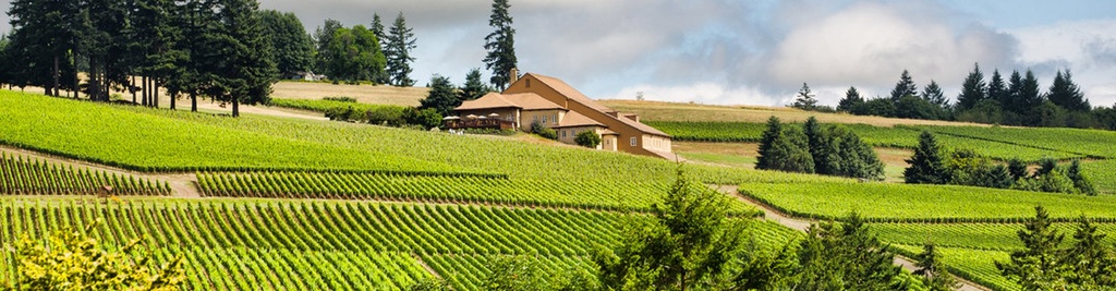 Panorámica Bodega y Viñedo