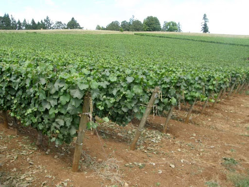 Viñas