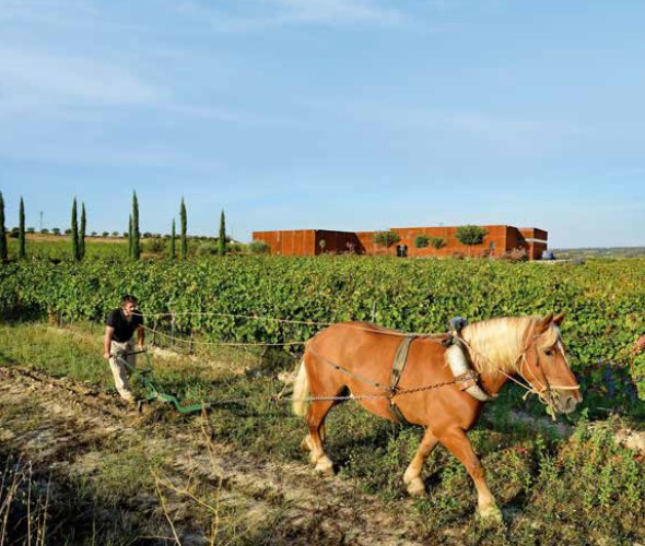 Arado a caballo en los viñedos de El Grillo y La Luna