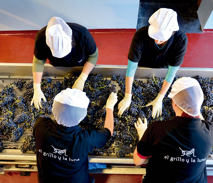 Selección de la uva en la bodega El Grillo y La Luna