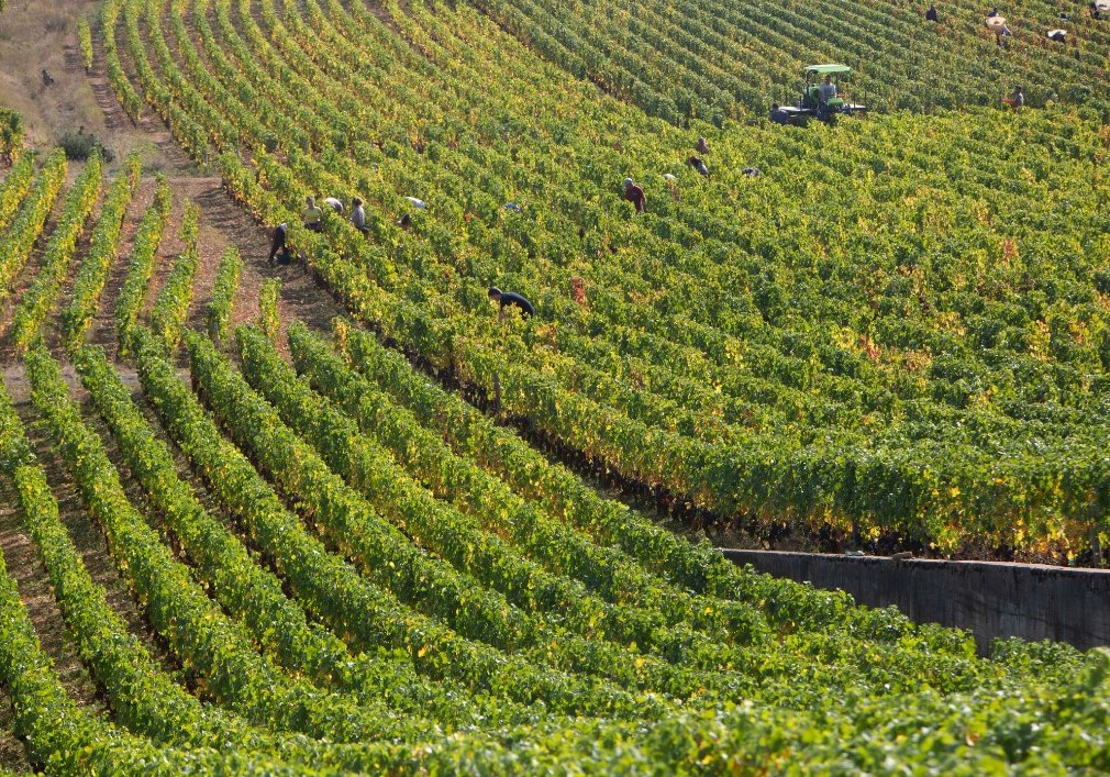Viñedo Laurent Ponsot