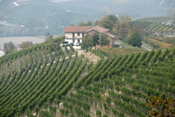 Mascarello viñedo