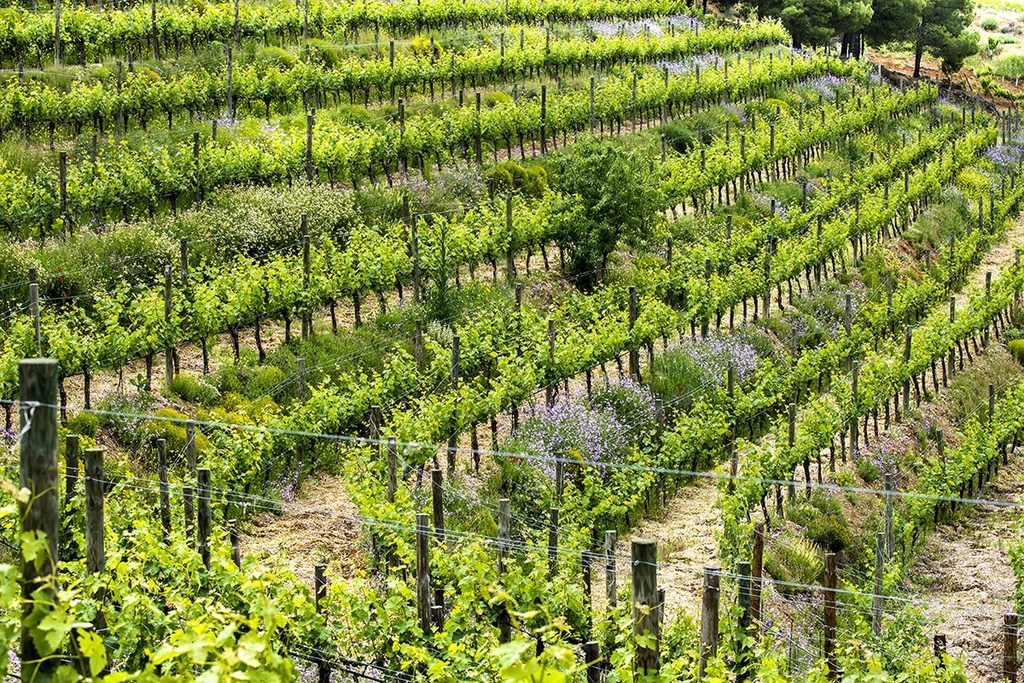 carraovejas viñedo