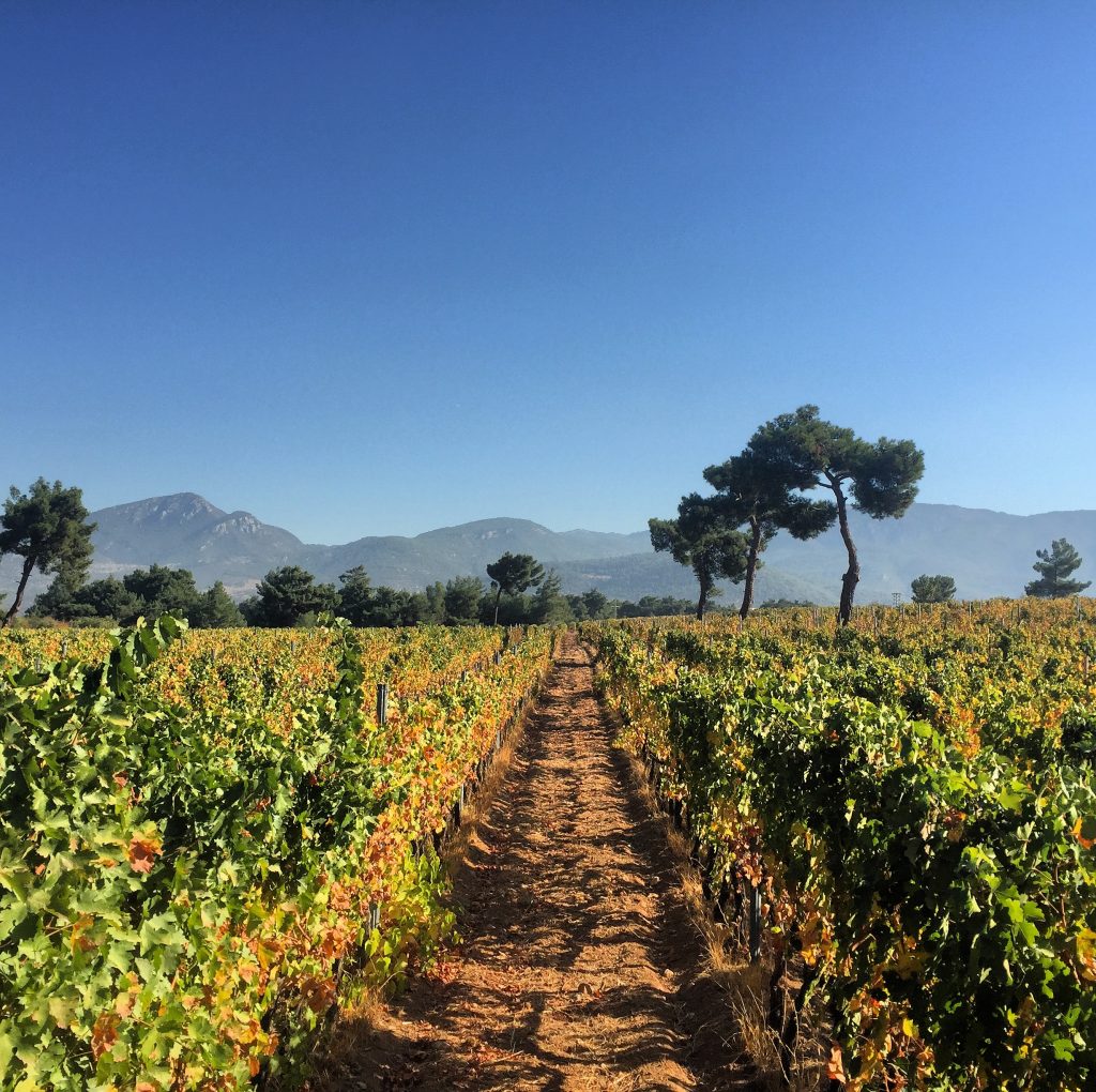 Viñedos