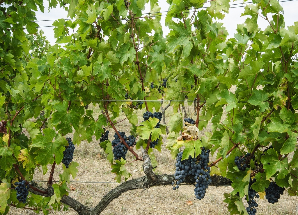 Viñedo