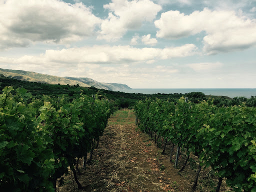 Viñedos