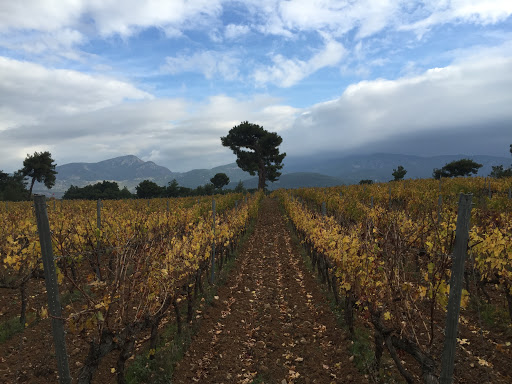 Viñedo